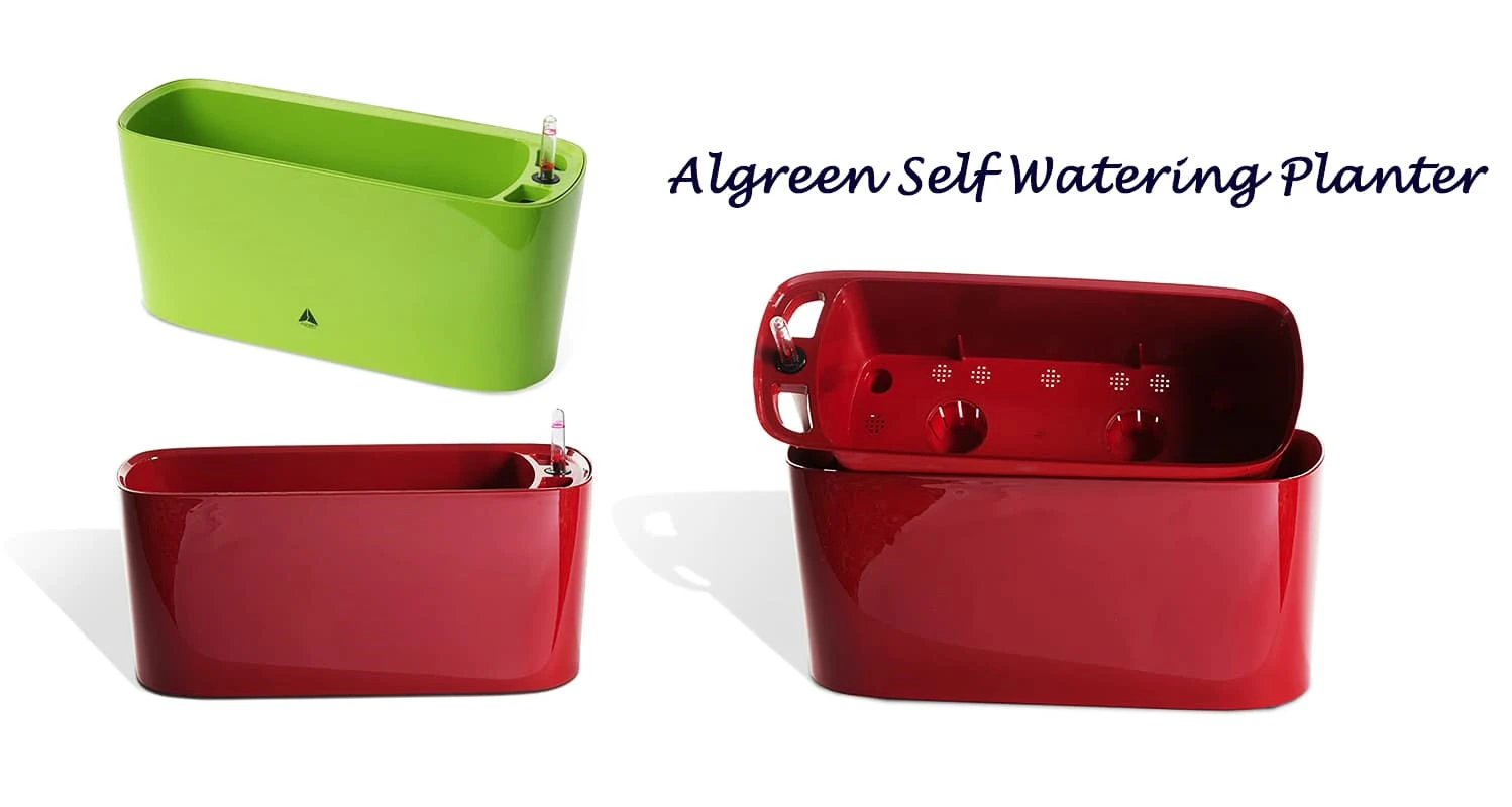 Algreen Self Watering Planter Review - A Windowsill Herb Planter