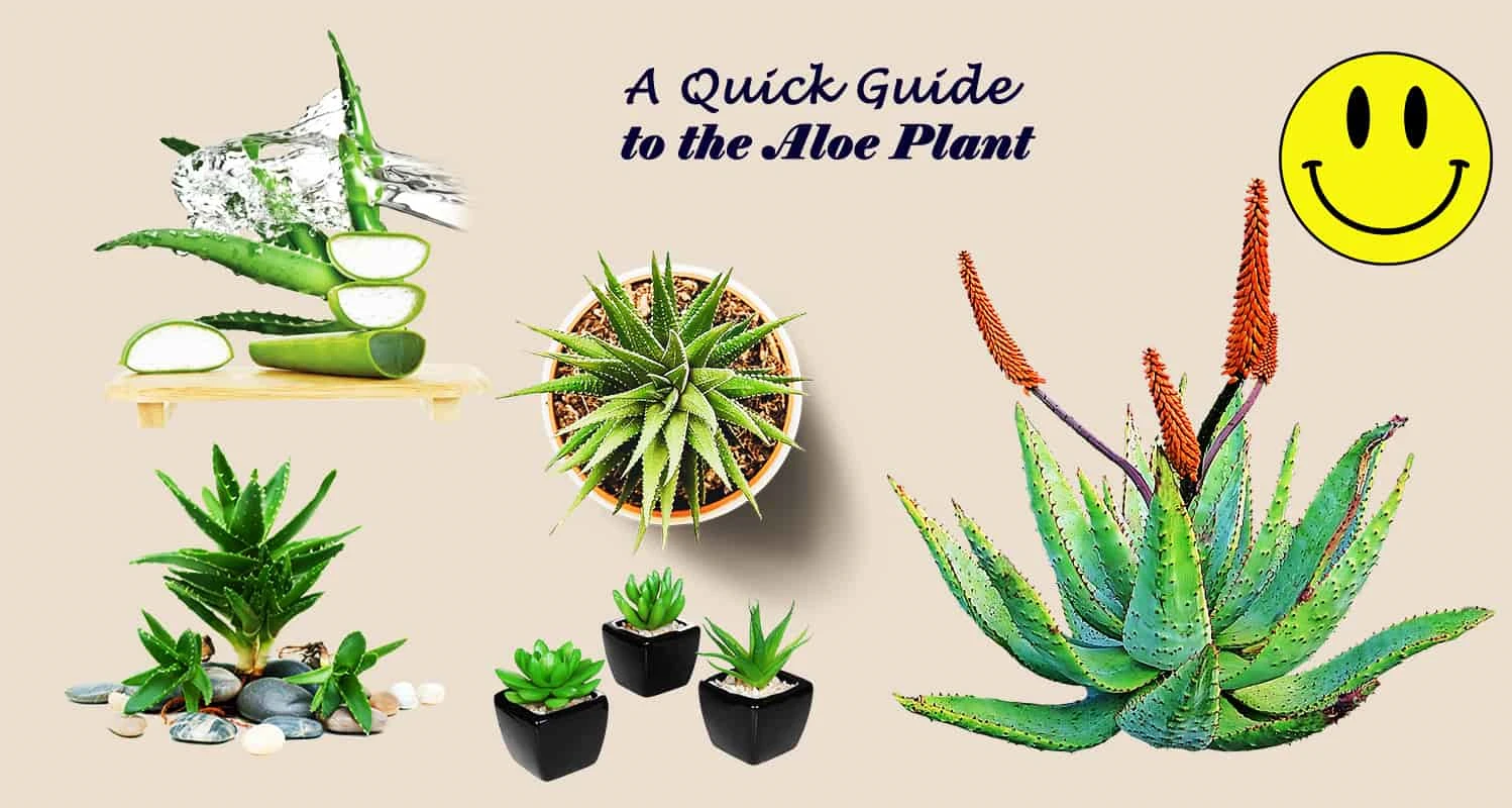 Did you know there are Over 500 Aloe plant Varieties?