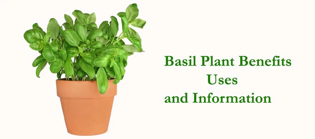 Usable Parts of Basil