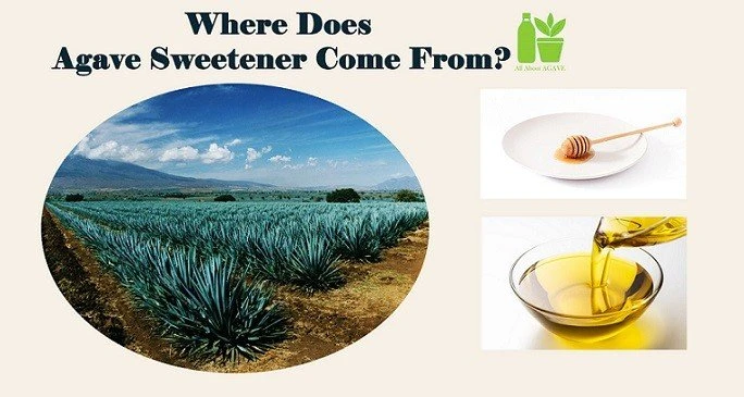 Where Does Agave Sweetener Come From