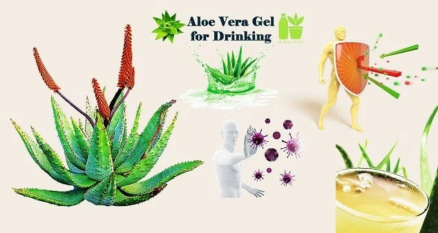 Drinking Benefits Of Gel