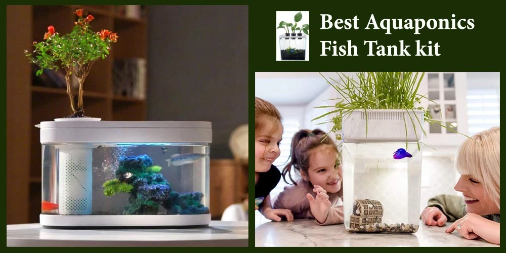 Top 13 Best Aquaponic Fish Tank Kits
