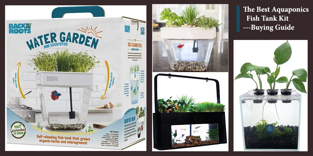 Buying Guide Of Best Aquaponics Fish Tank