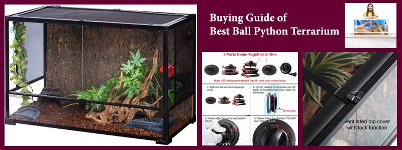 Buying Guide Of Ball Python Terrarium