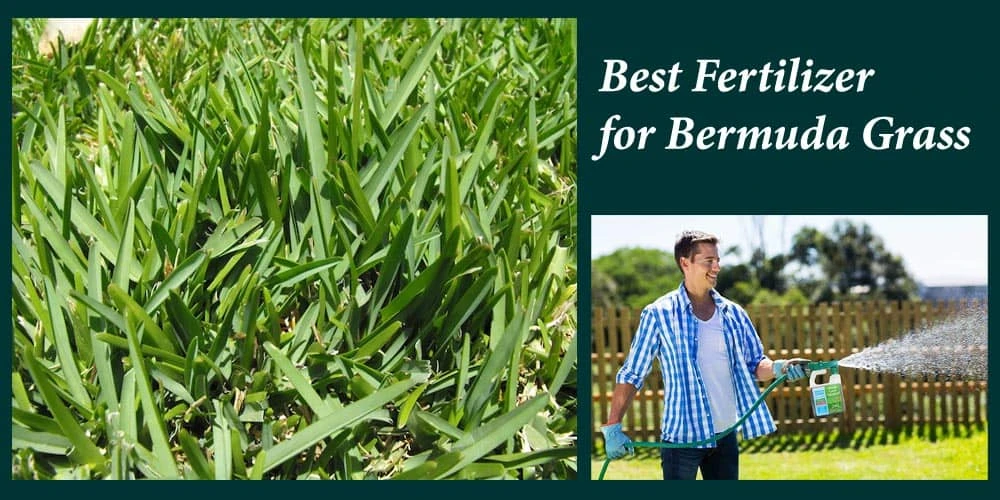 17 Best Fertilizer for Bermuda Grass Reviews