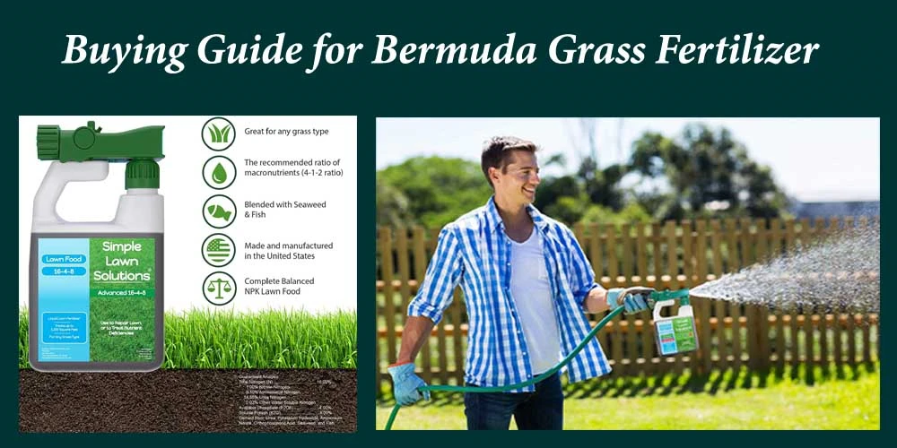 Buying Guide Of Bermuda Grass Fertilizer