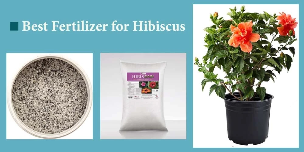 The 10 Best Fertilizer for Hibiscus Plant Reviews
