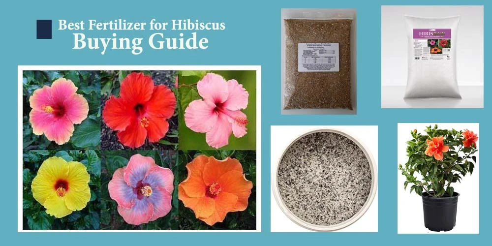 Buying Guide Of Hibiscus Fertilizer