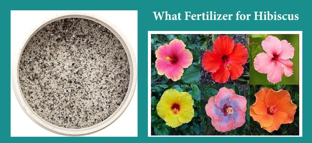 Fertilizer For Hibiscus