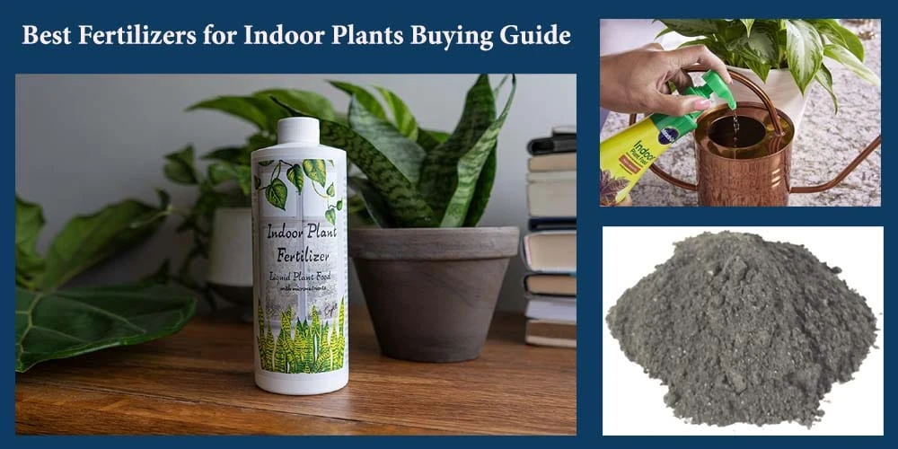 Indoor Plant Fertilizers Buying Guide