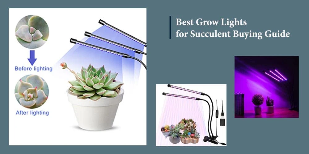 Buying Guide Of Best Grow Lights For Succulent