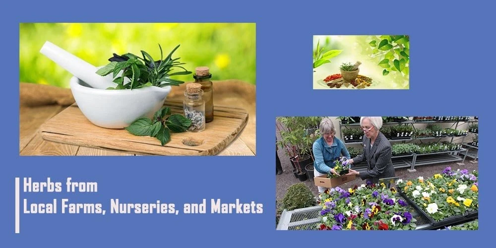 Herbs From Local Farms Nurseries And Markets