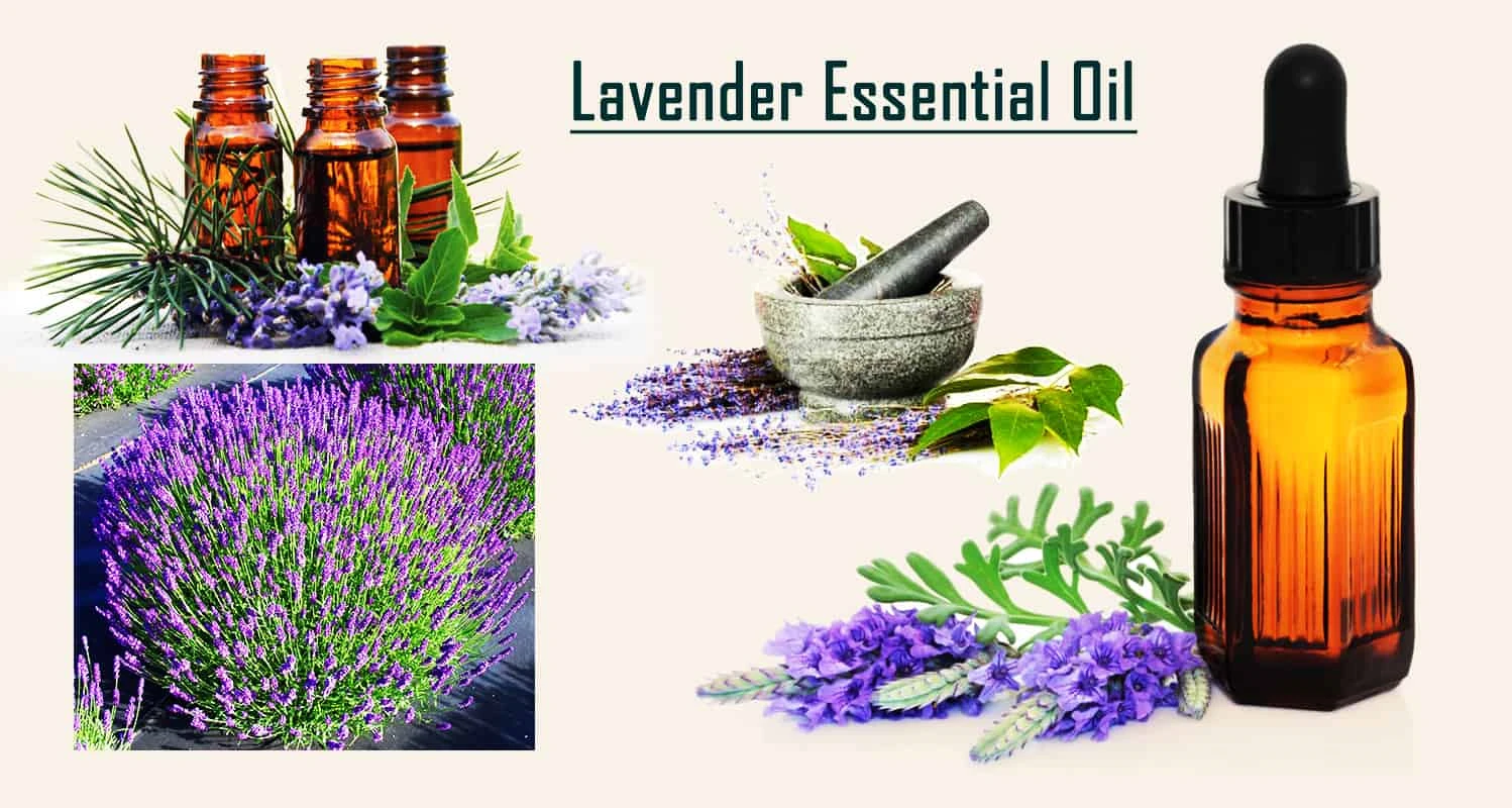Top 20 Best Lavender Essential Oil Reviews