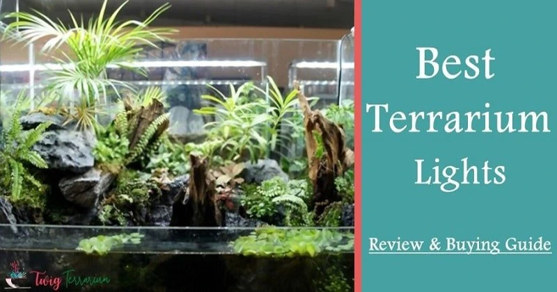 Best Lights for Terrarium Plants