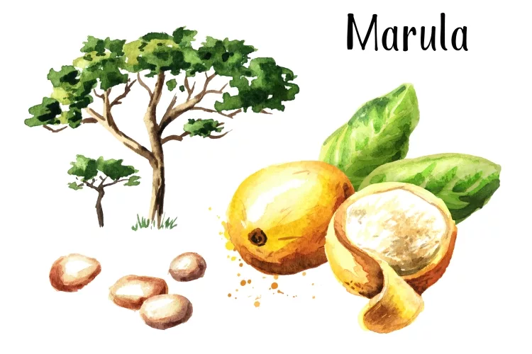 Top 11 Best Marula Oil Reviews