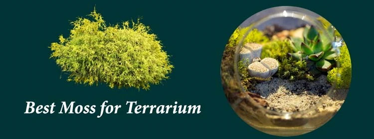 Top 5 Best Moss for Terrarium Reviews