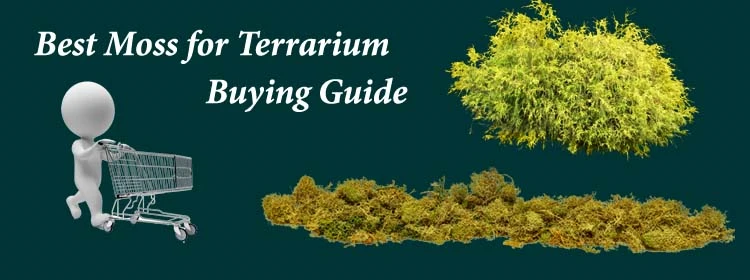 Buying Guide Of Moss For Terrarium