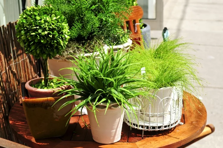 Top 15 Best Outdoor Planter Pots Reviews