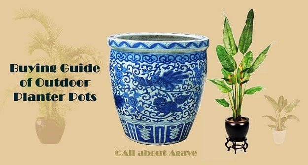 Best Pots For Outdoor Plants
