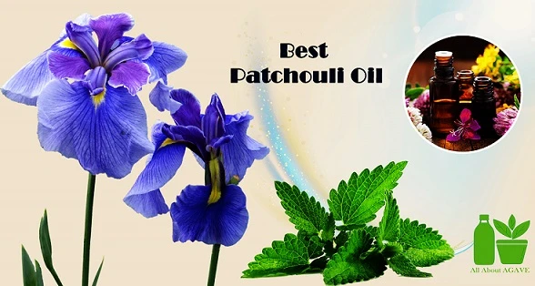 Best Patchouli Oil: Benefits and Uses