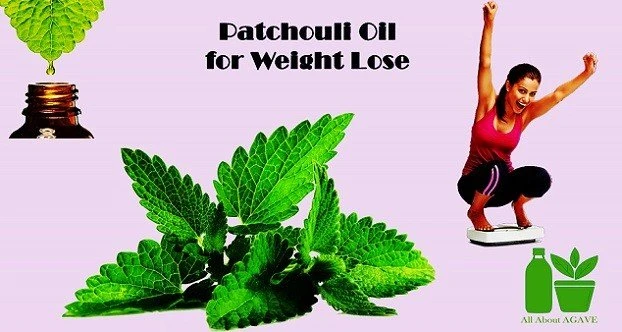 Patchouli For Weight Lose