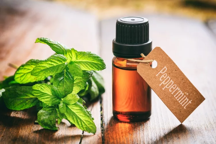 Top 13 Best Peppermint Oil Reviews