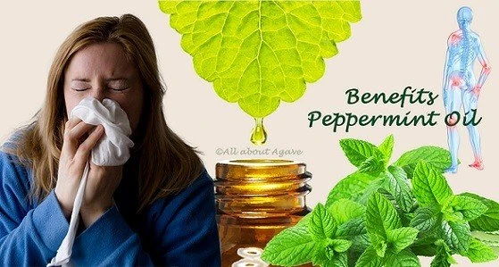 Benefits Of Peppermint Oil