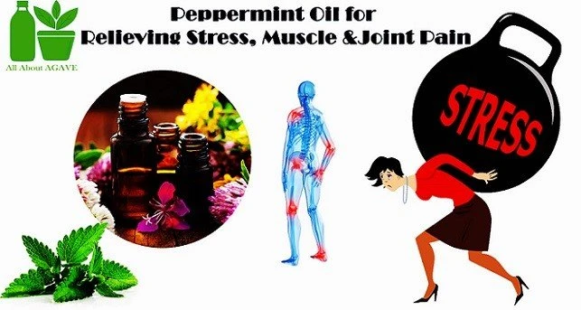 Best Peppermint Oil For Stress Muscle And Joint Pain