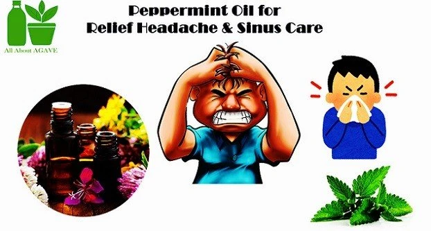Peppermint Oil For Headache And Sinus