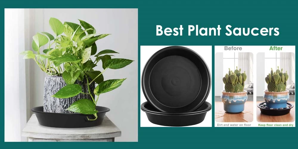 10 The Best Plant Saucers Reviews