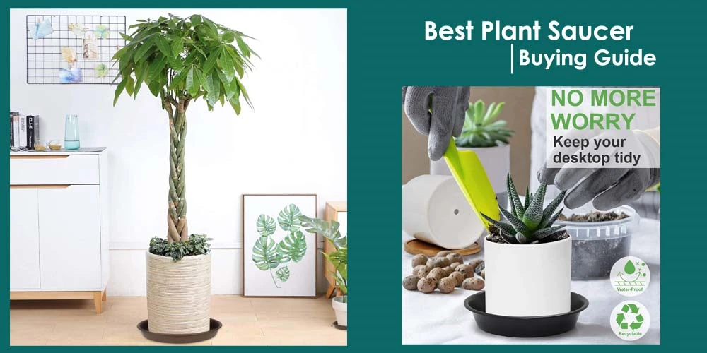 Buying Guide Of Best Plant Saucer