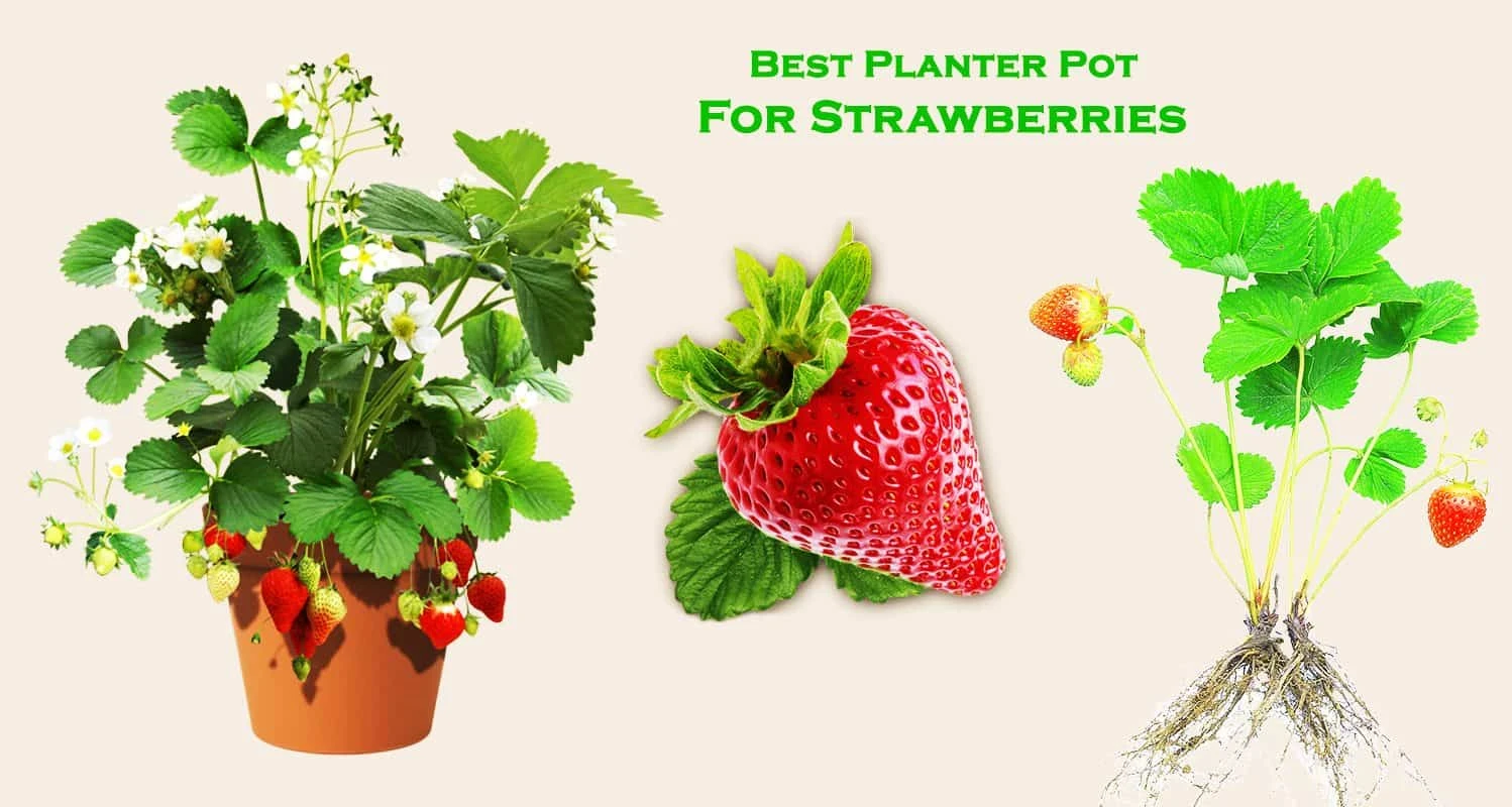 10 Best Planters for Strawberries: Buying Guide
