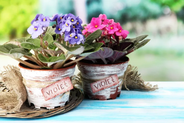 The 20 Best Pot for African Violets