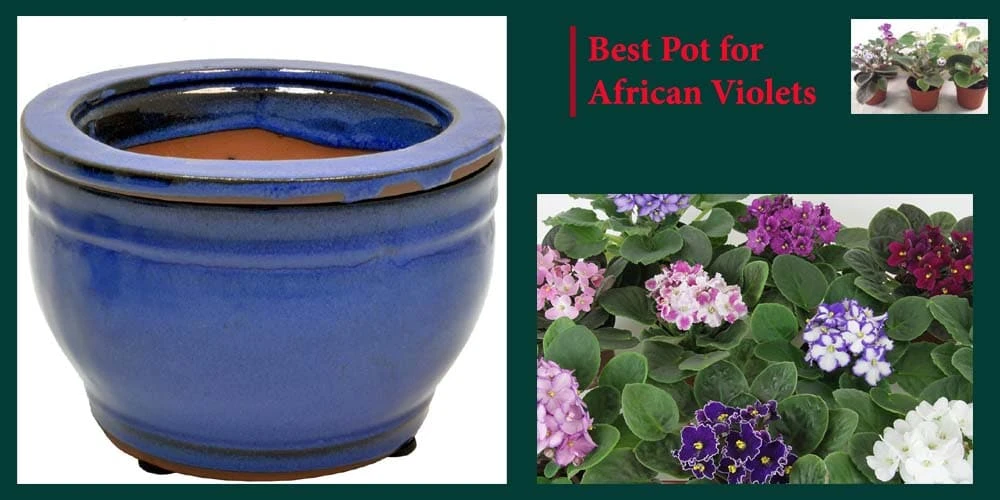 The 20 Best Pot for African Violets