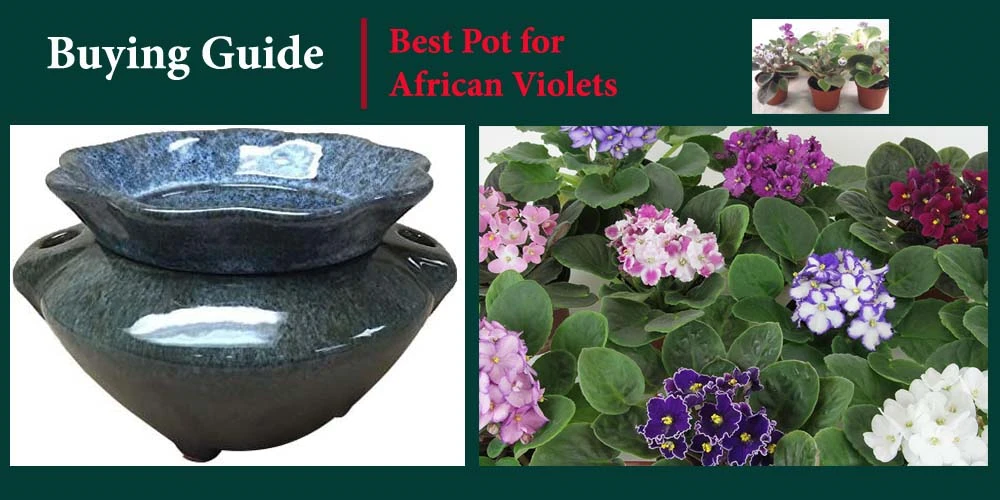 Best Pot For African Violets Buying Guide