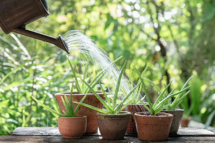 Top 10 Best Pot for Aloe Plant Reviews