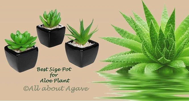 What Size Pot For Aloe Plant