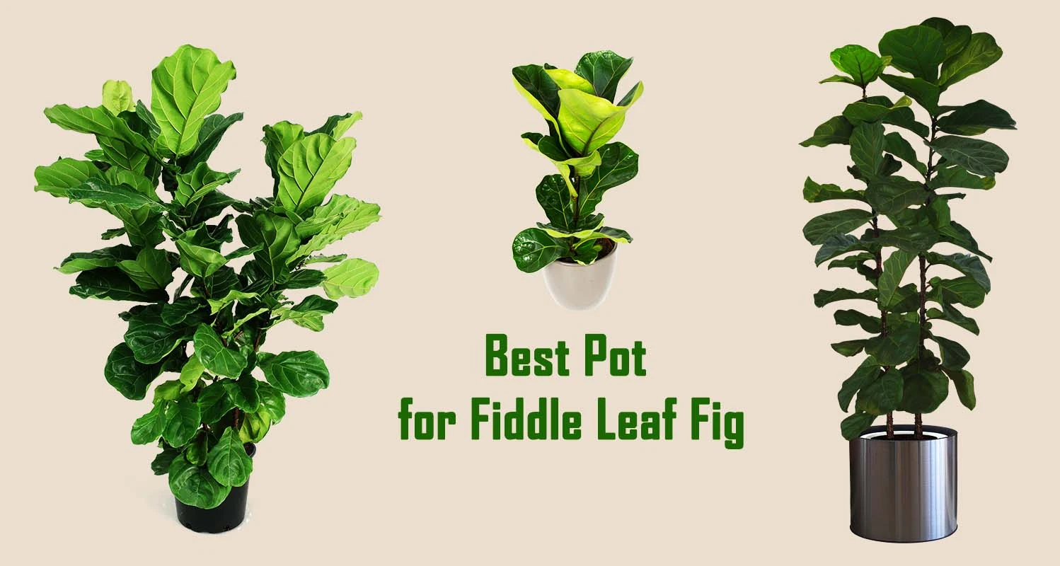 13 Best Pot for Fiddle Leaf Fig
