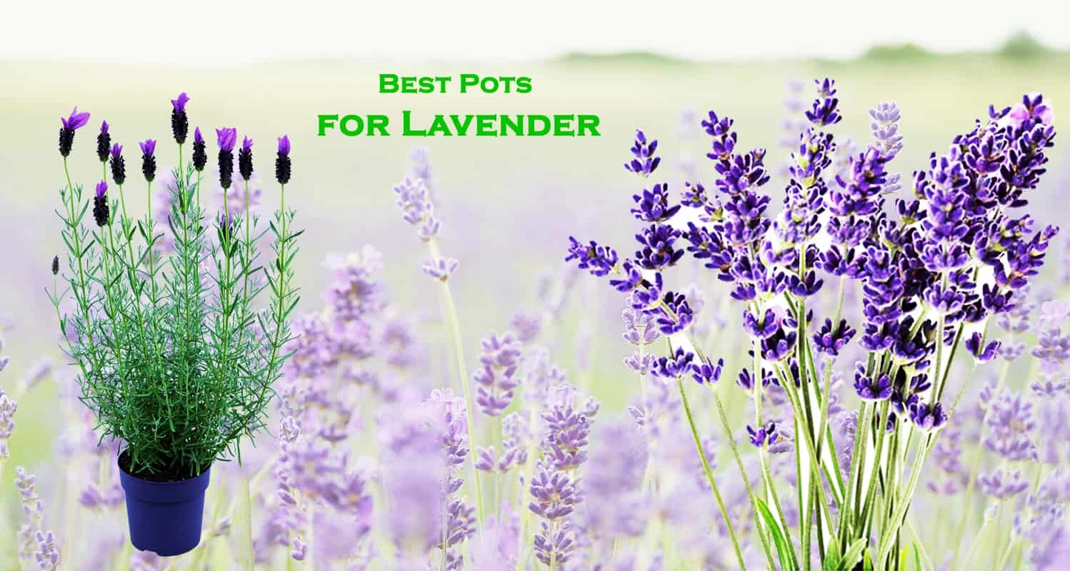 Top 11 Best Pots for Lavender Reviews