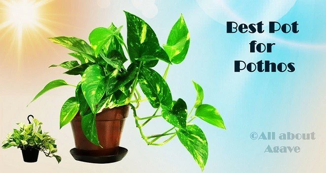 10 Best Pot for Pothos Reviewed in Detail