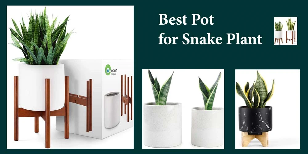 Top 10 Best Pot for Snake Plant Reviews