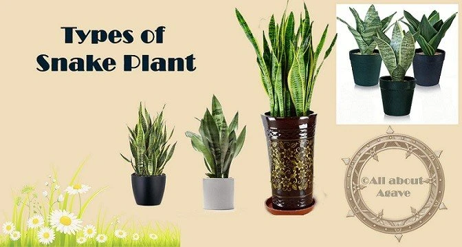 Types Of Snake Plant
