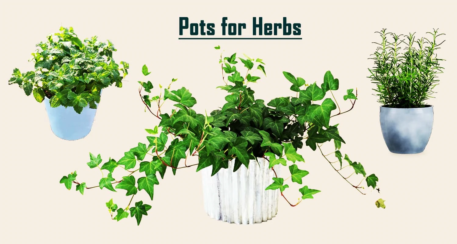 Top 15 Best Pots for Herbs Review