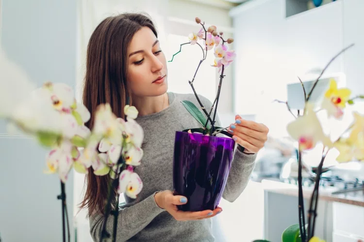 Top 15 Best Pots for Orchids Reviews