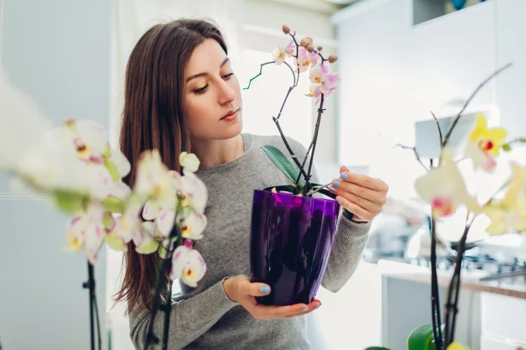 15 Best Pots for Orchids: Types and Buying Guide