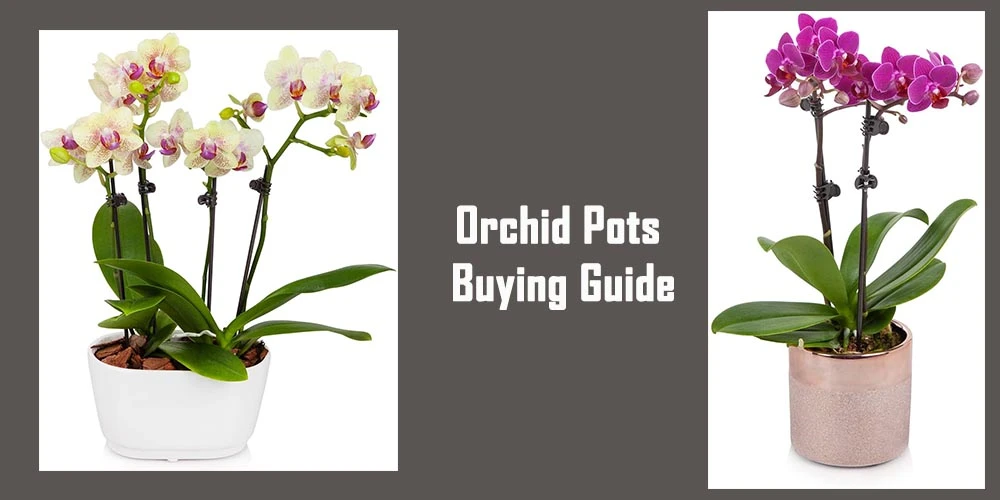 Buying Guide Of Orchid Pots