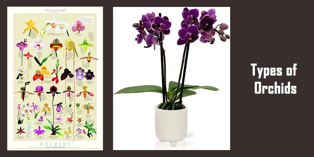 Types Of Orchids