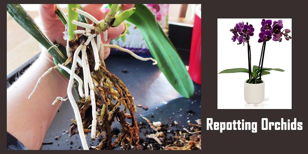 Repotting Orchids