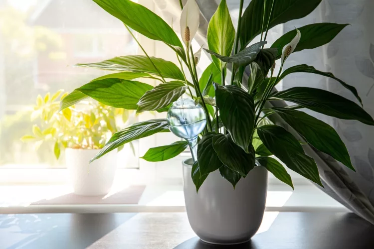 Conclusion on Best Pots for Peace Lily