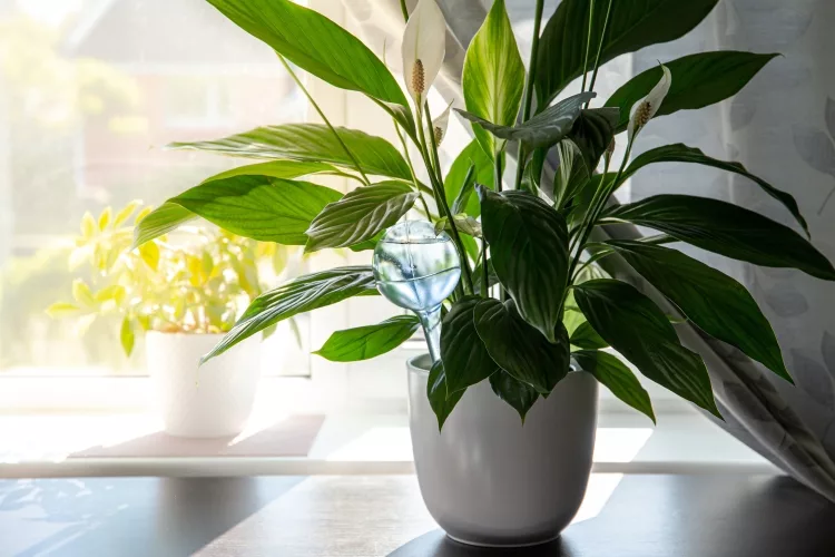 10 Best Pots for Peace Lily Reviews